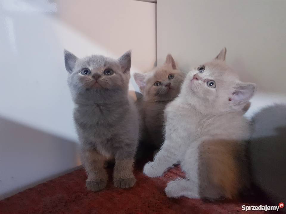 Kocięta Brytyjskie krótkowłose Koty Istebna