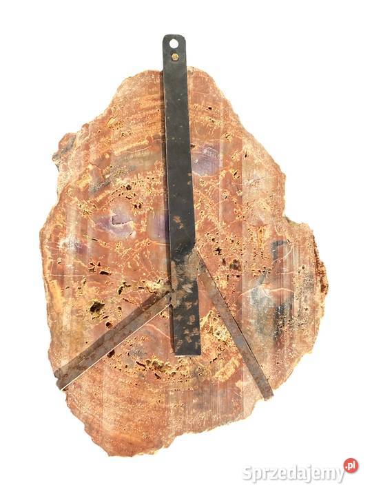 002 Wielkie skamieniałe drewno Rainbow Wood 41 x Gryfice sprzedam