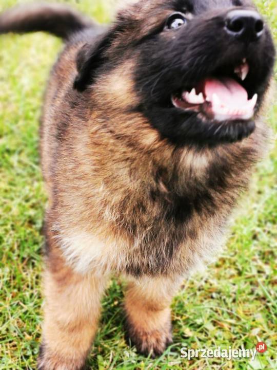Owczarek niemiecki długowłosy wilczasty kujawsko-pomorskie Zbiczno sprzedam