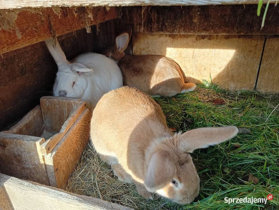 Króliki podkarpackie Ruda