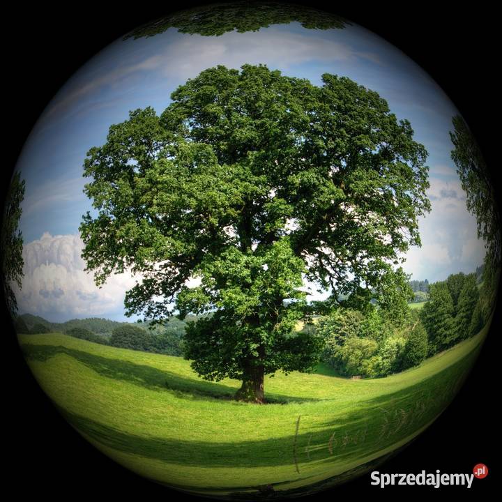 Sprawozdania z ochrony środowiska KOBiZE BDS