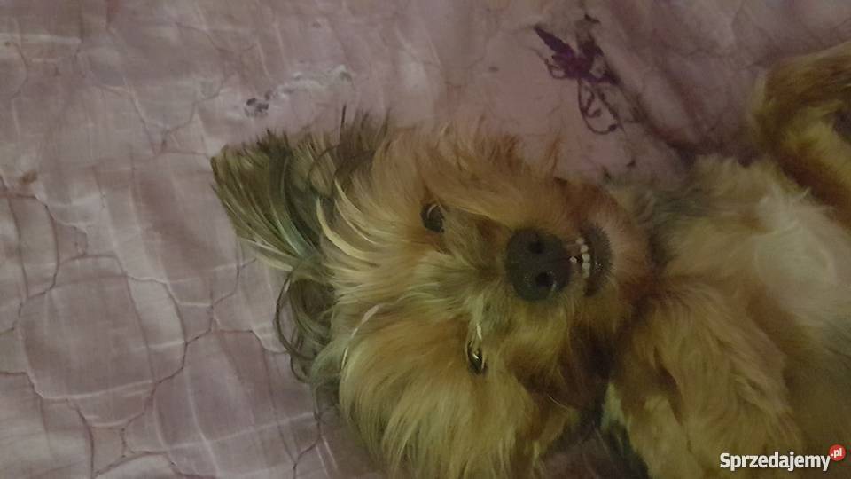 Okazja Yorkshire terrier