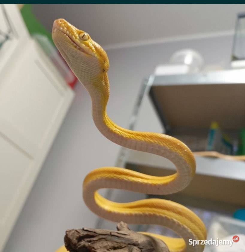 Boa leśny samica z papierami Myszków