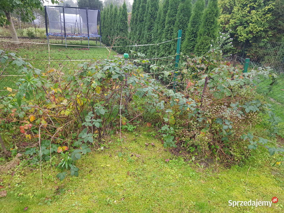 Działka rod w centrum miasta 20m Sochaczew