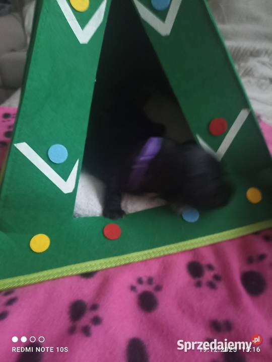 Sznaucerki szukają nowego domu wielkopolskie Gniezno