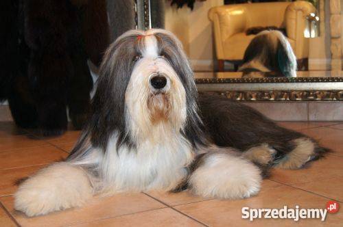 BEARDED COLLIE rodowodowe szczenięta Psy Kraków