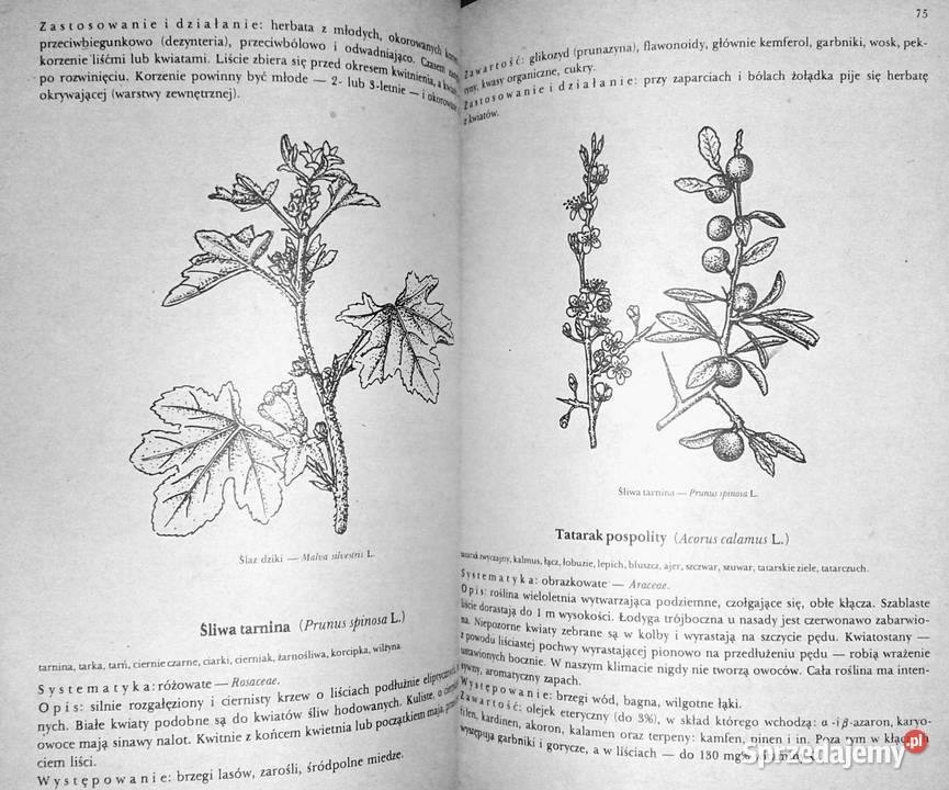 Przewodnik ziołolecznictwa ludowego E Kuźniewski lubelskie Chełm sprzedam