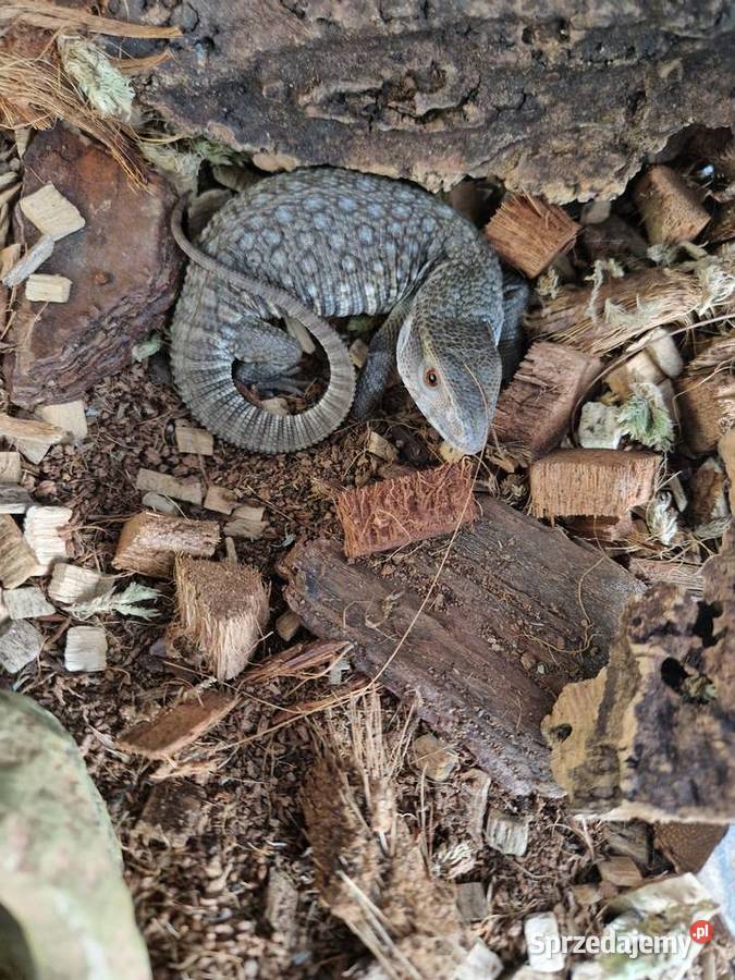 Waran stepowy Kraków