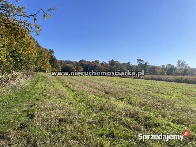 Grunt 15327m2 Syrynia Sprzedaż Nieruchomości