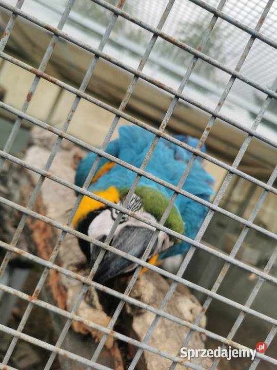 Ara Arauna Samiec 2023r Ary Rauna wielkopolskie