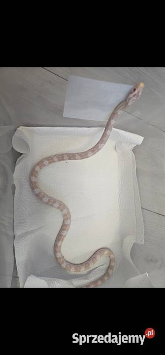 Waz zbozowy snow samiec 2025 Szczecin