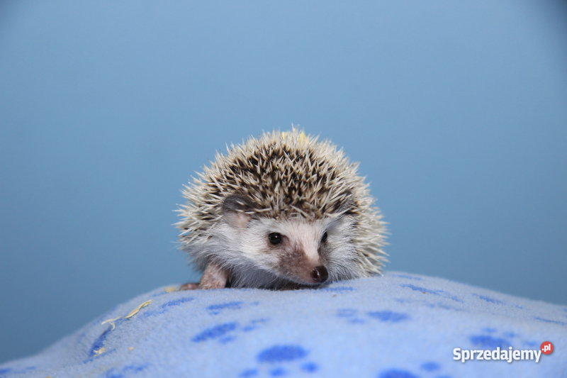 JEŻ PIGMEJSKI białobrzuchy oswojone hodowlane je Lubin