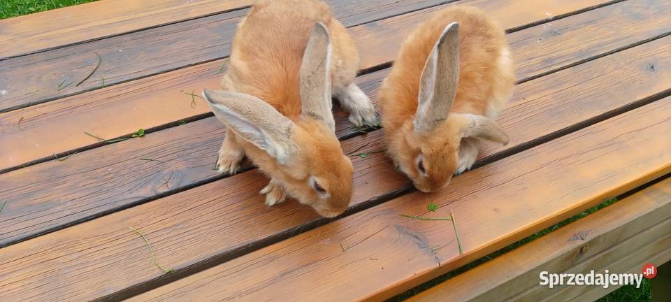Sprzedam króliki hodowlane udomowione i na mięso Króliki pomorskie