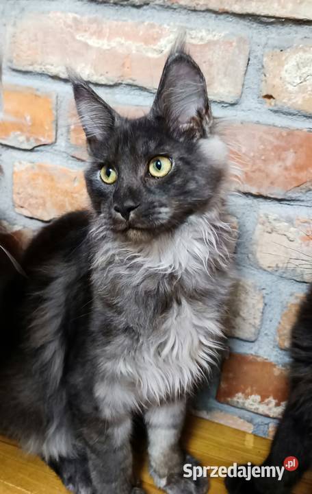 Phantome Noir wyjątkowy kocurek Maine Coon black Czempiń