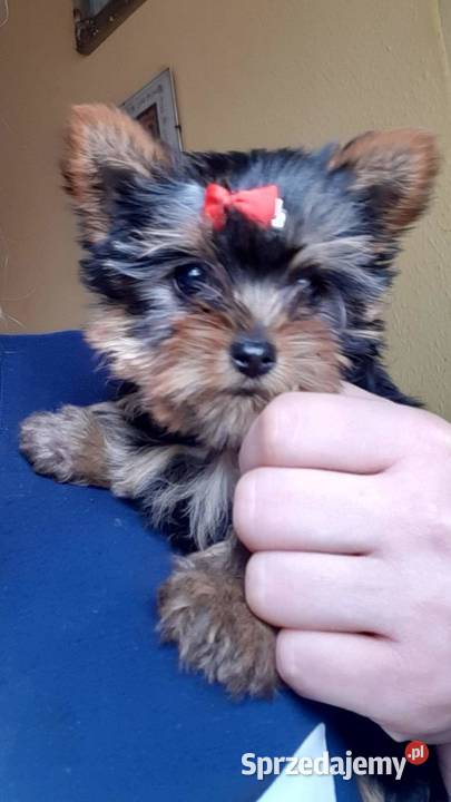 York terrier miniaturki szczeniaki Krzywica