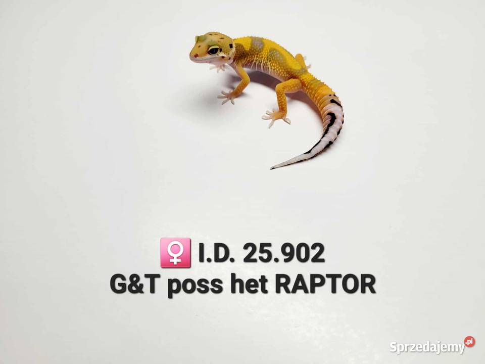 Gekony lamparcie Zawiercie