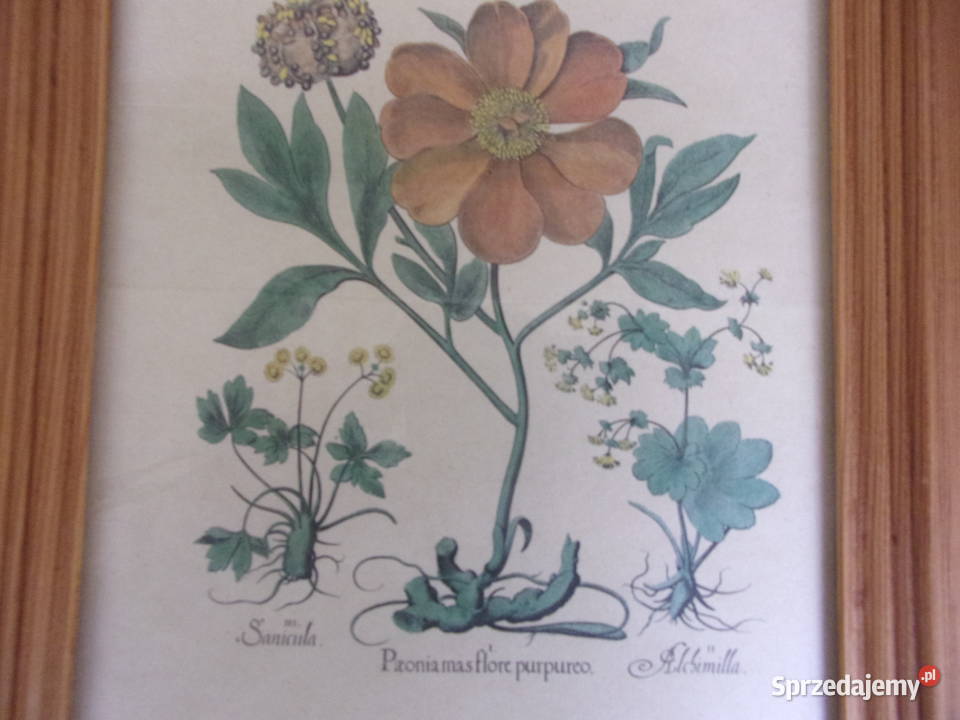 Rycina z kwiatami w drewnianej ramie szybą Warszawa