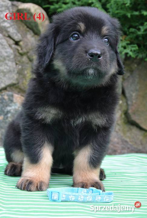 oferujemy szczenięta hovawarta z renomowanego Białystok