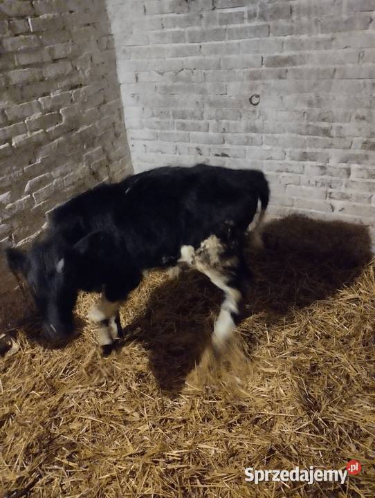 Sprzedam cielaki Jabłoń