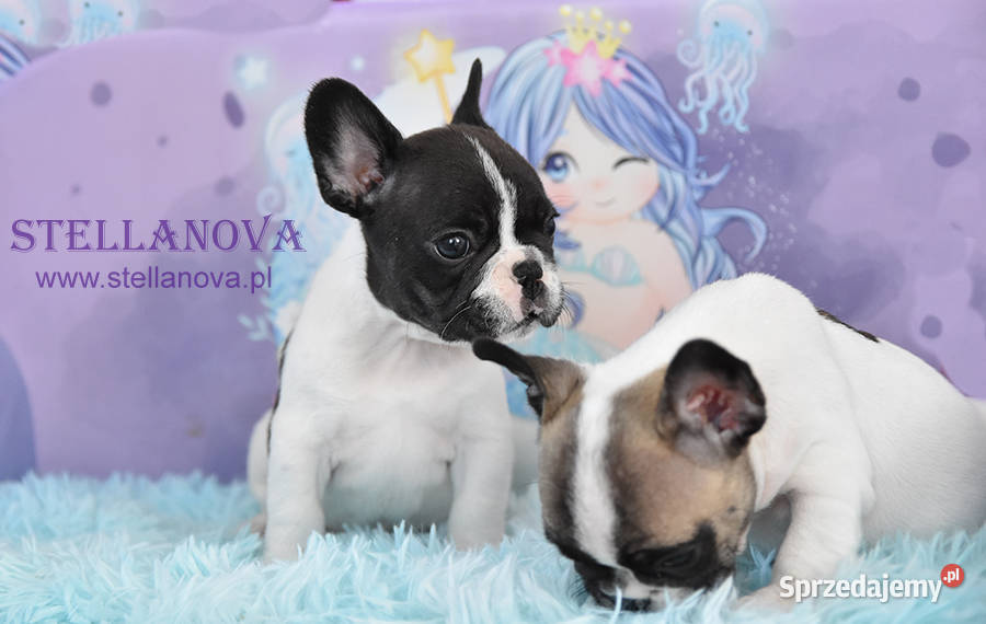 Buldog francuski szczenięta hod Stellanova FCI mazowieckie Warszawa sprzedam