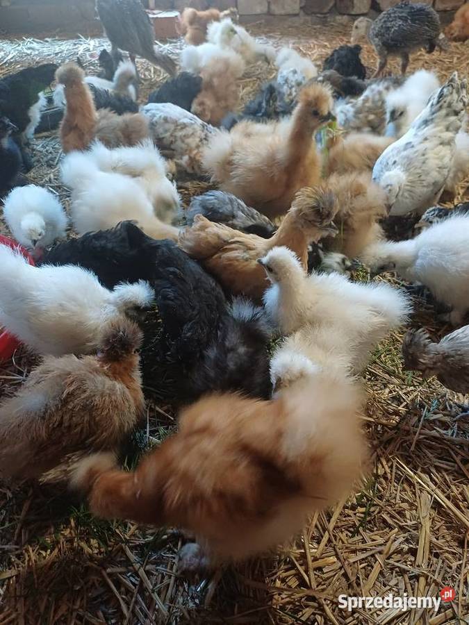 Silki kochiny czubatki Niemodlin