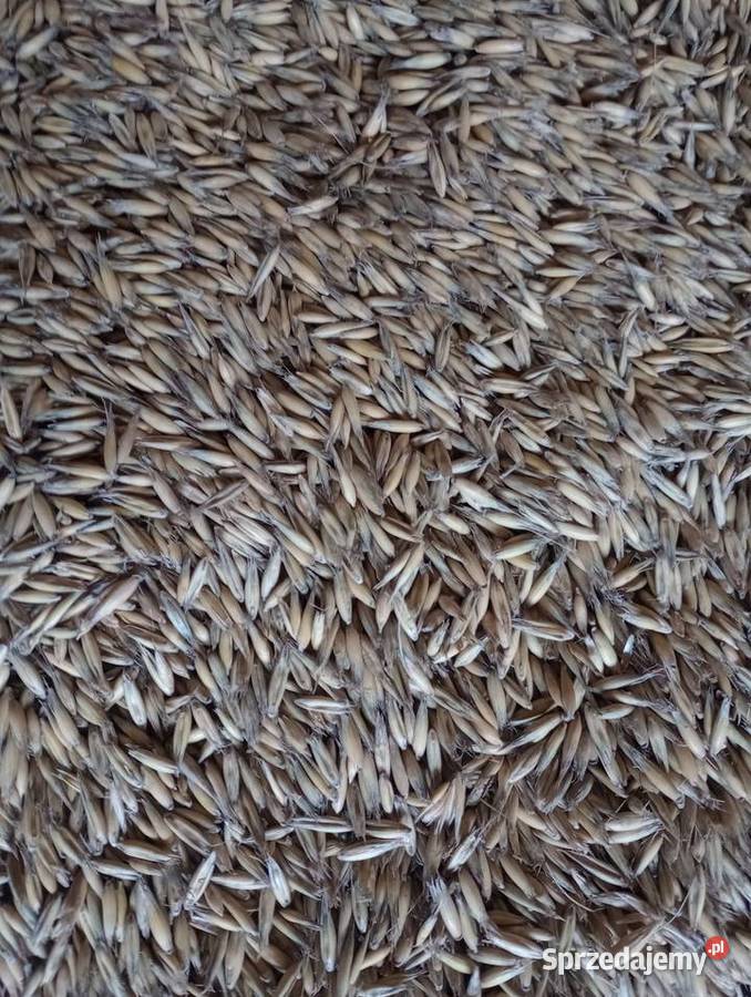 Owies jary Bingo Radomsko