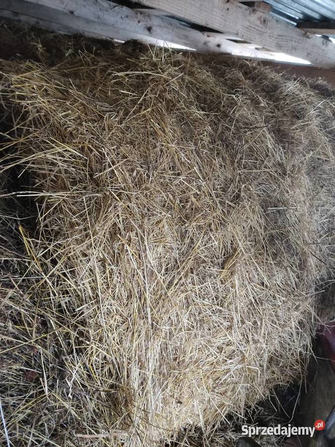 Siano bele 2025 Gorlice