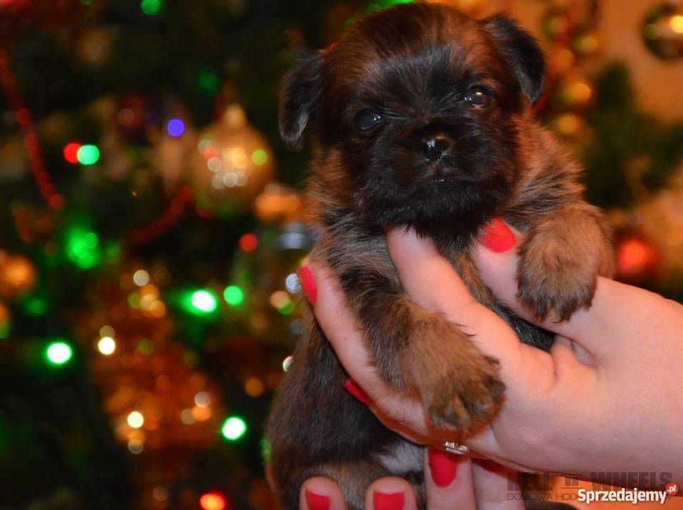 Gryfonik brukselski na sprzedaż Zwierzęta Zgierz