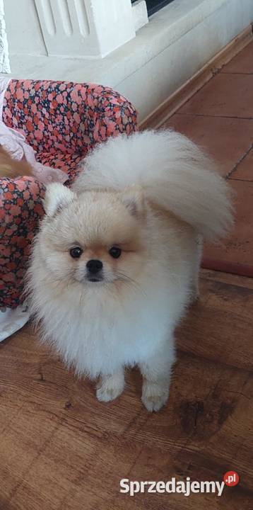 Pomeranian ZKwP FCI szpic miniaturowy rasowy dolnośląskie
