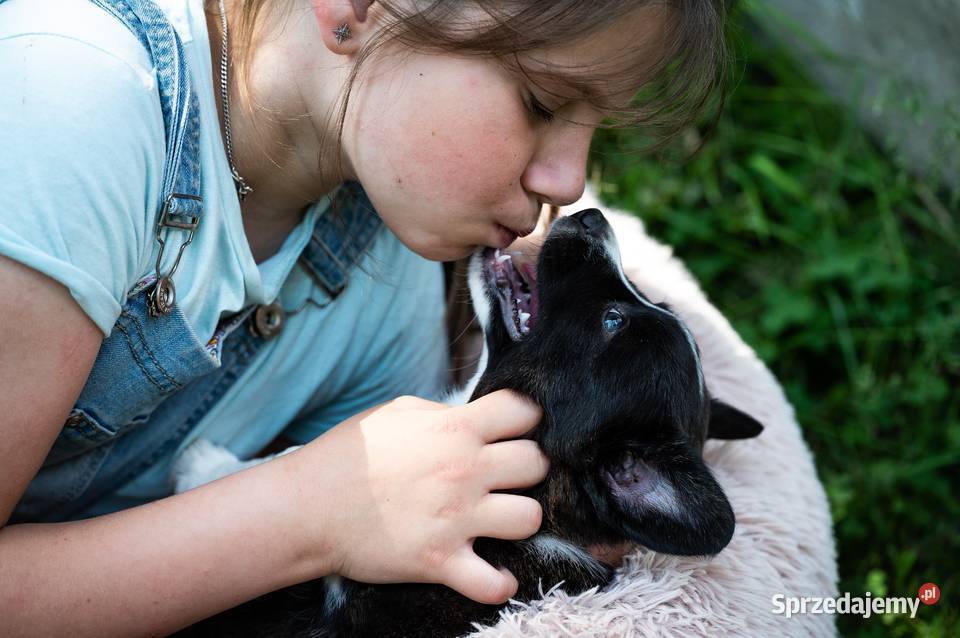 Szczeniaki welsh corgi cardigan mazowieckie Warszawa sprzedam