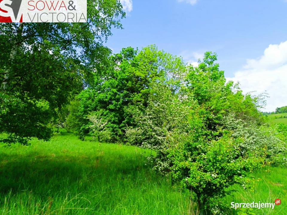 Widok na góry piękny drzewostan lesie Jedlina-Zdrój sprzedam