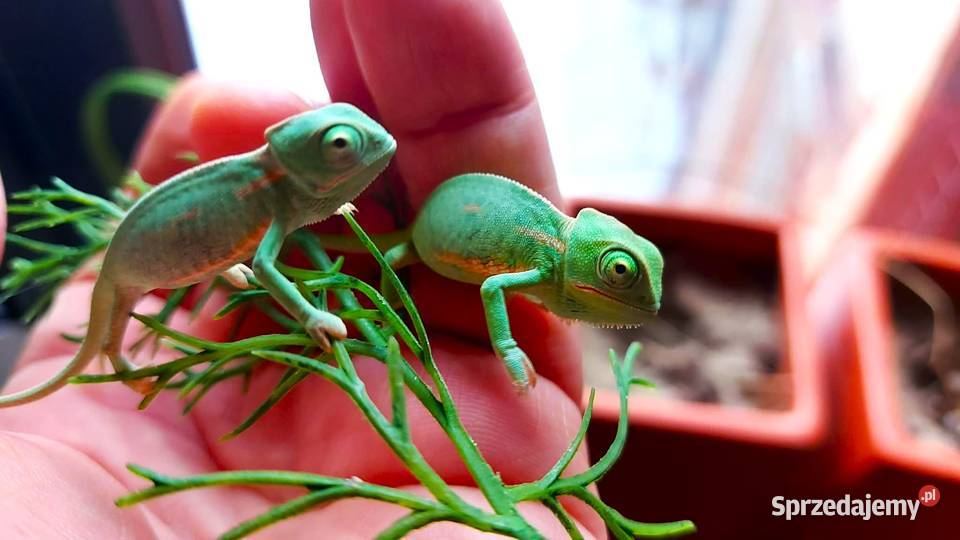 Kameleon jemeński, kameleony jemeńskie, młode z hobbistycznej hodowli