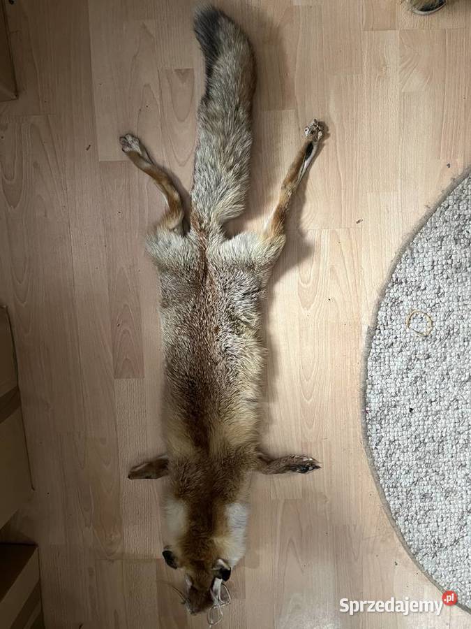 Prawdziwa skóra z lisa garbowana Szaflary