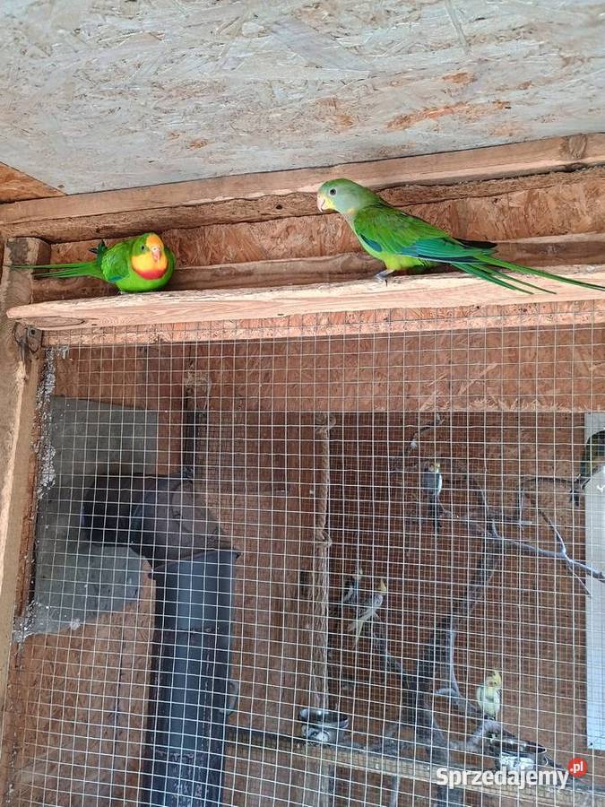 Sprzedam piękną parę BarabandWięcej informacje Dąbrowa Górnicza