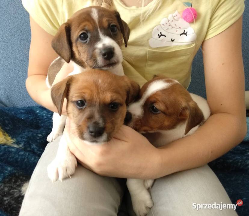 śliczne szczeniaki Jack Russell Terrier Koszalin