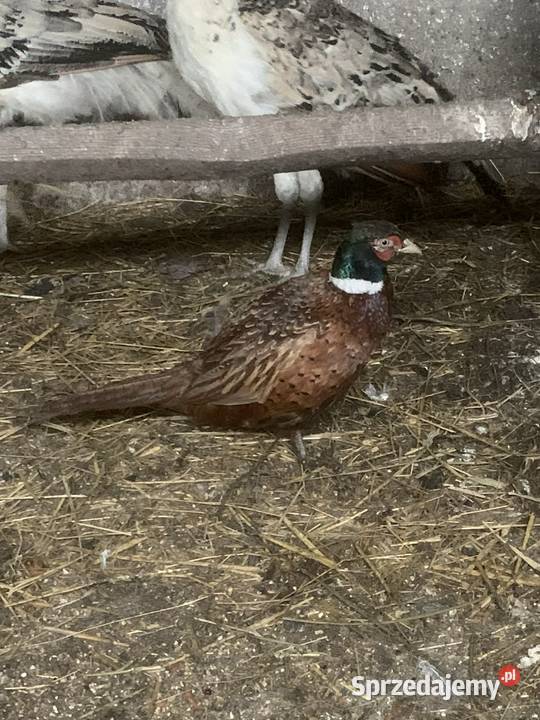 bażant zwyczajny sprzedam lubelskie Tomaszów Lubelski