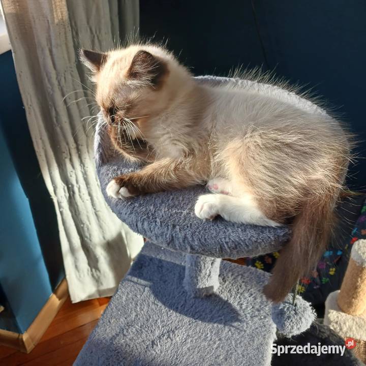 Piękny kocurek rodowodowy ragdoll Łódź sprzedam