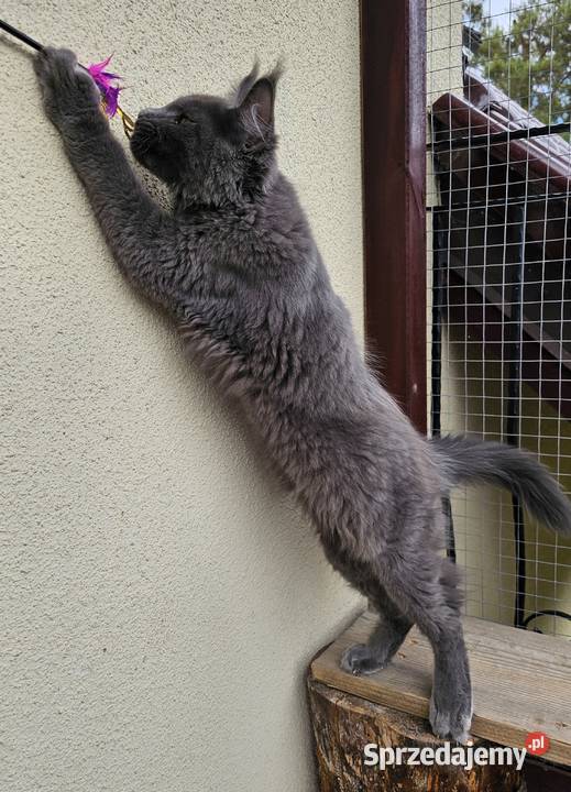 duży niebieski kocurek Maine Coon FPL Maine Coon