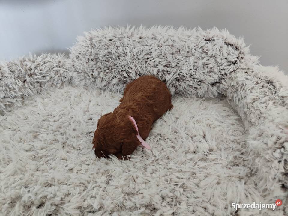 Suczki Pudel Toy do rezerwacji rodzice z Psy wielkopolskie Koninko