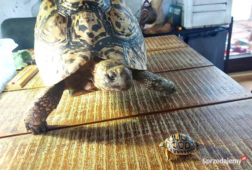 Żółw lamparci żółwie lamparcie młode żółwiki Giżycko