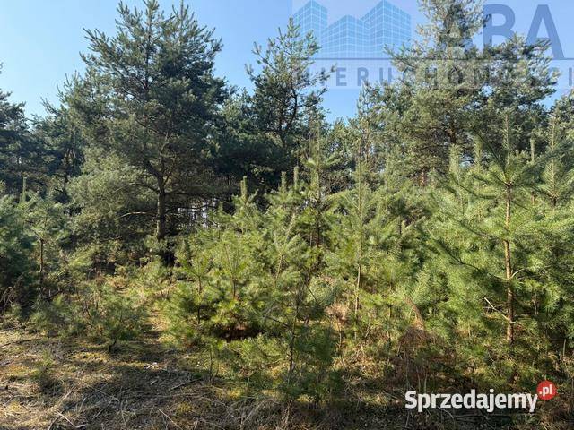 Na sprzedaż działka Niezgoda gm Słupca