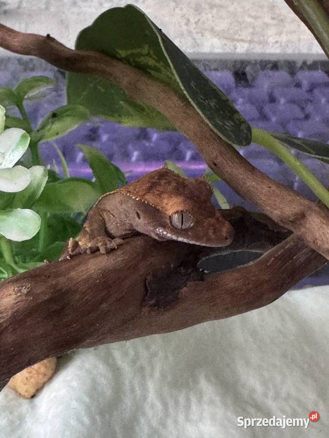 Gekon orzęsiony z terrarium Gady i płazy Gliwice