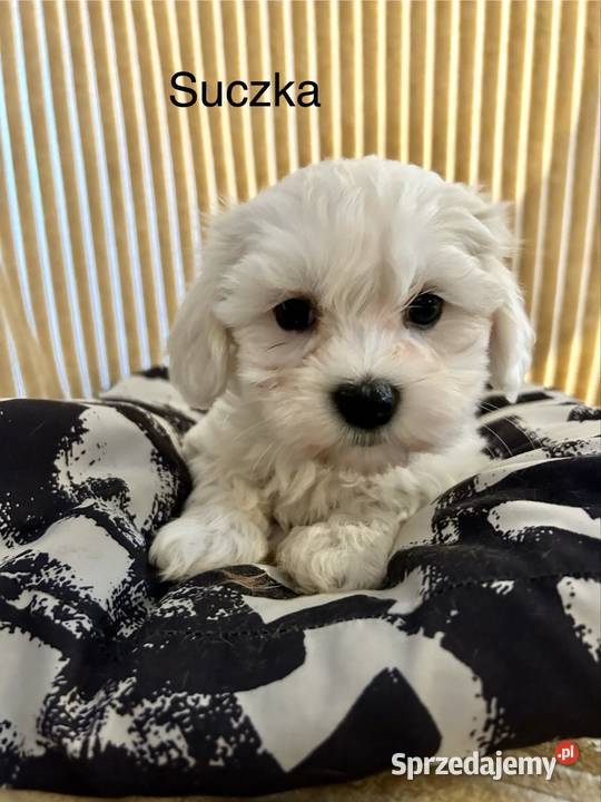 Maltańczyk suczki Łaziska