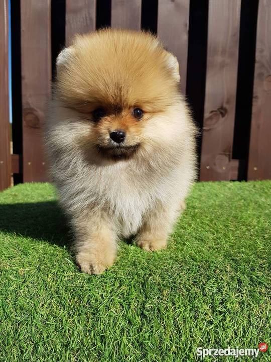 Szpic miniaturowy POMERANIAN sprzedam