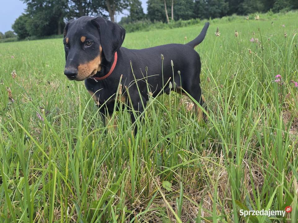 Doberman Typ Amerykański lekki Wyjątkowy samiec