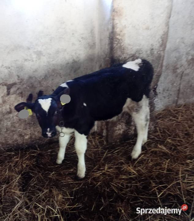 Sprzedam cielę byczka HF cielak Bydło mleczne Krasnystaw
