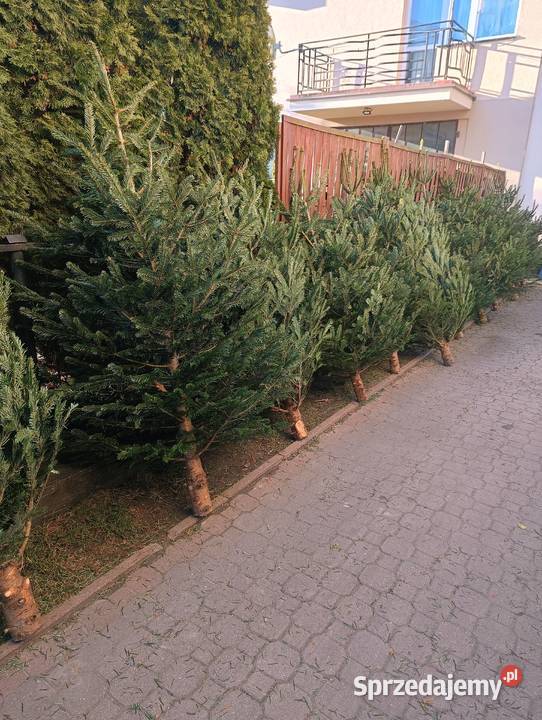 Choinki świąteczne świerk jodła kaukaska Łapy