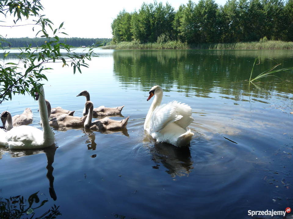 Działki jeziorem polna