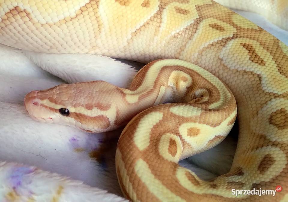 Wąż pyton królewski Python regius Banana Lesser Gady i płazy mazowieckie Warszawa