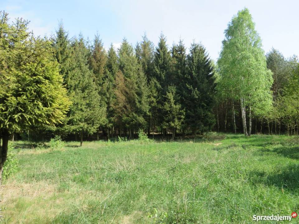 Działka wśród lasów Gostynin